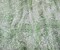 Green-White Nylon Floral Stripe Printed Lace Mesh Knit Fabric By the Yard